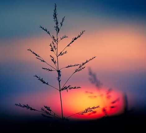 grass